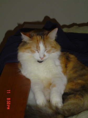 comfy callie 1