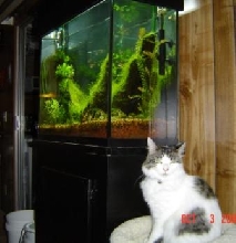 patches and fish