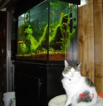 patches and fish