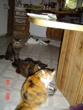 waiting at the old waterhole