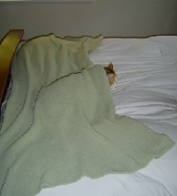 comfy callie 3