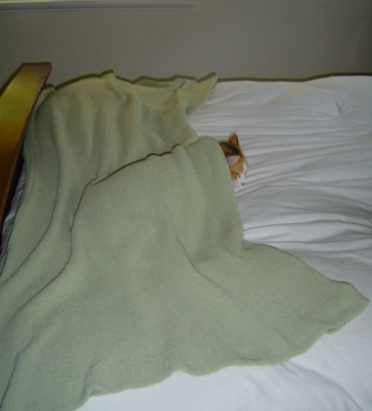 comfy callie 3