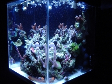diagonal of 2.5 gallon sps pico-reef