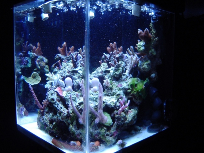 diagonal of 2.5 gallon sps pico-reef