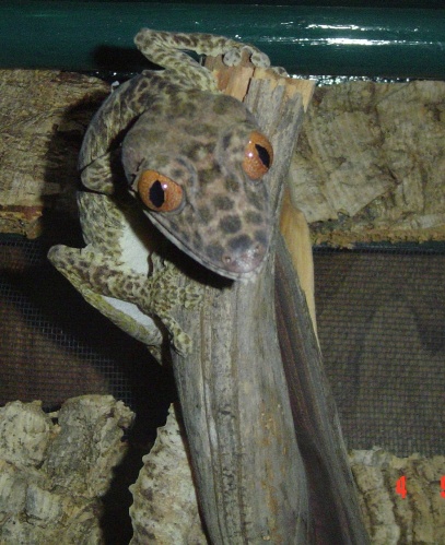 perched stare