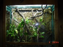 close up of Uroplats viv