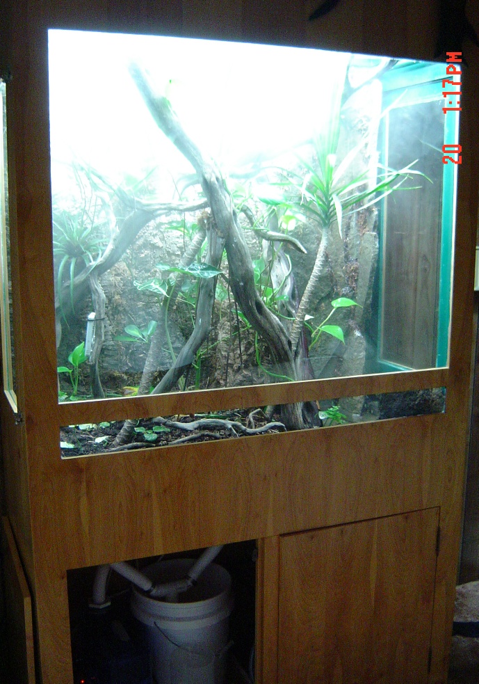 Uroplatus henkeli viv