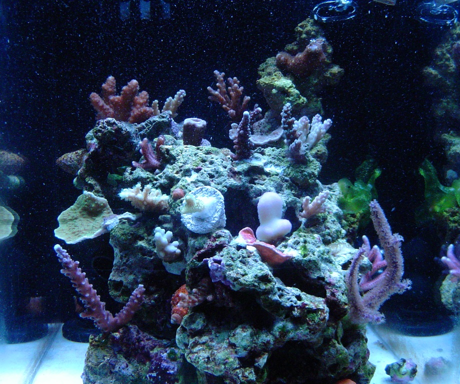 front of 2.5 gallon sps pico-reef