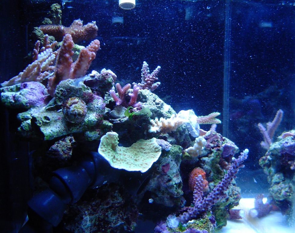 side of 2.5 gallon sps pico-reef