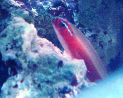 Eviota goby