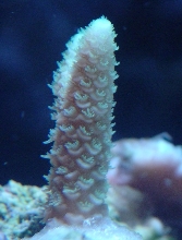 Acropora millipora