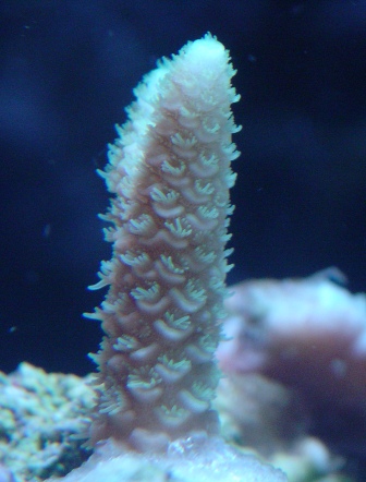 Acropora millipora