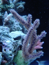 purple plume gorgonian