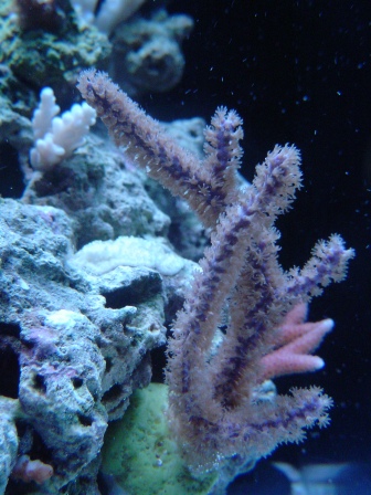 purple plume gorgonian