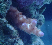 Acropora sp.