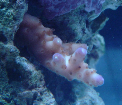 Acropora sp.