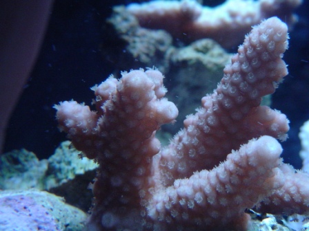 Acropora sp.
