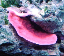 range/pink cap
