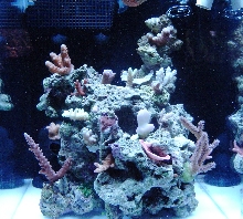 tank update