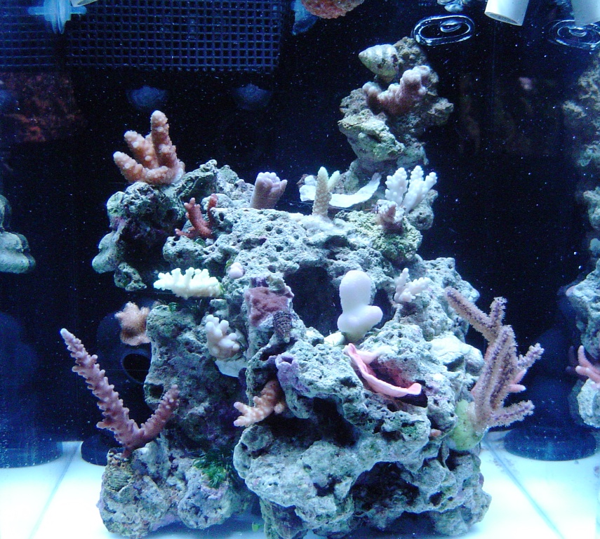 tank update
