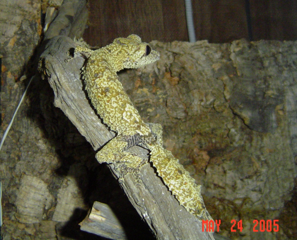 pretty new female henk