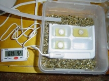 Uroplatus henkeli eggs