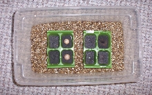 Uroplatus egg incubator