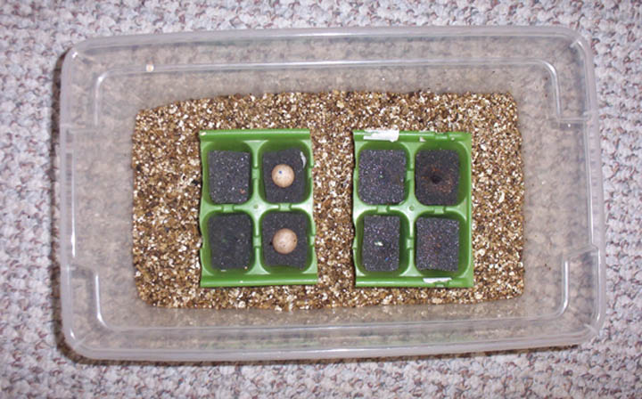 Uroplatus egg incubator