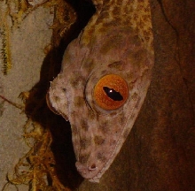 Kurt's face at night