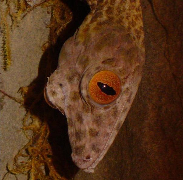 Kurt's face at night