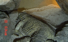 Levila brumating
