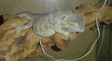cute sleeping dragon