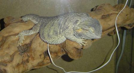 cute sleeping dragon