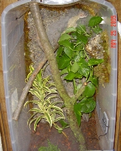 50 gal Sterilite viv done