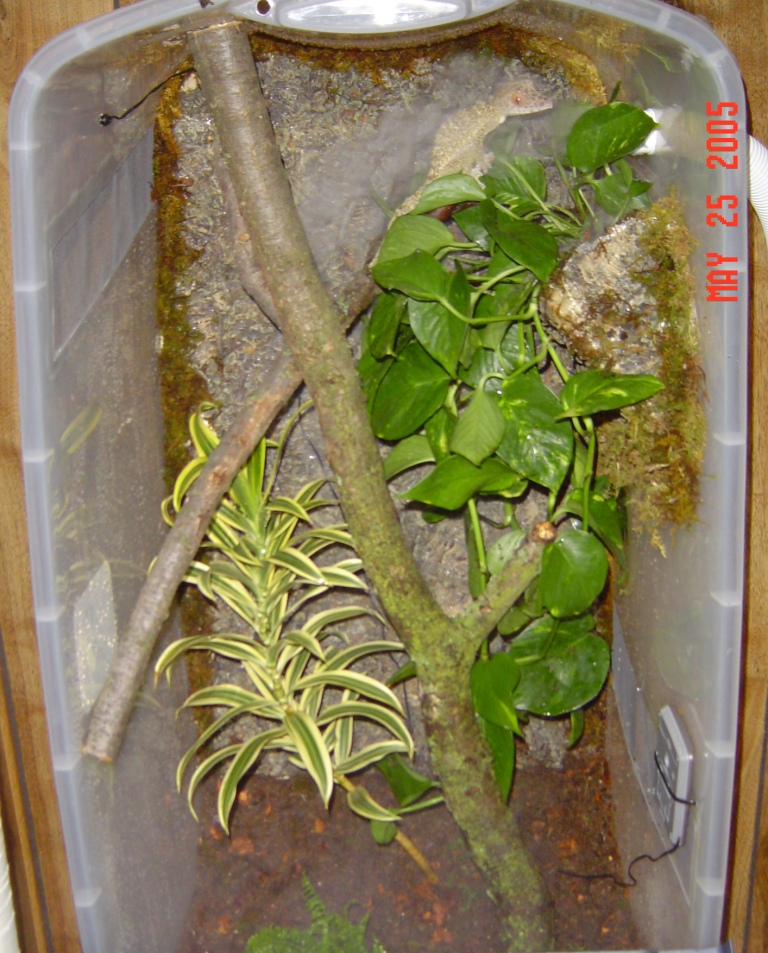 50 gal Sterilite viv done