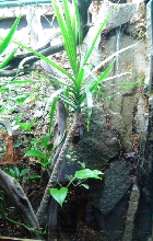 Uroplatus viv waterfall