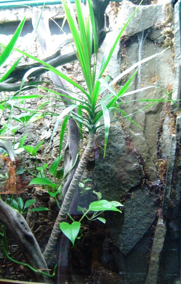 Uroplatus viv waterfall