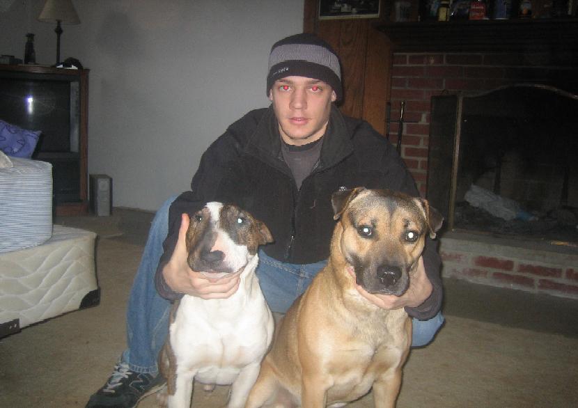 tyson (bullterrier) & makaveli (sharpei/pitbull)