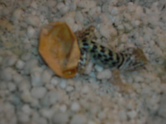 hatching4