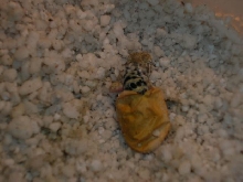 hatching2