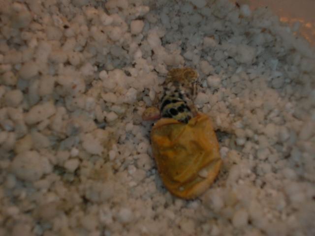 hatching2