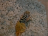 hatching3