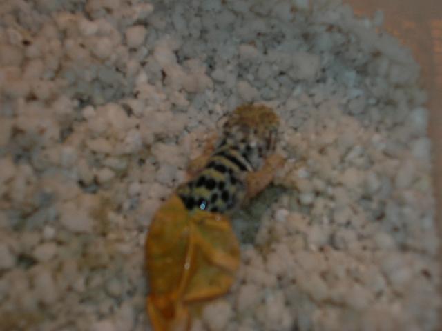 hatching3