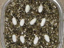 10eggs