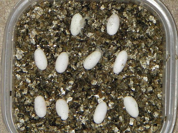 10eggs