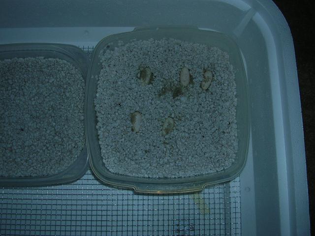 eggs