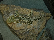 Bearded Dragon