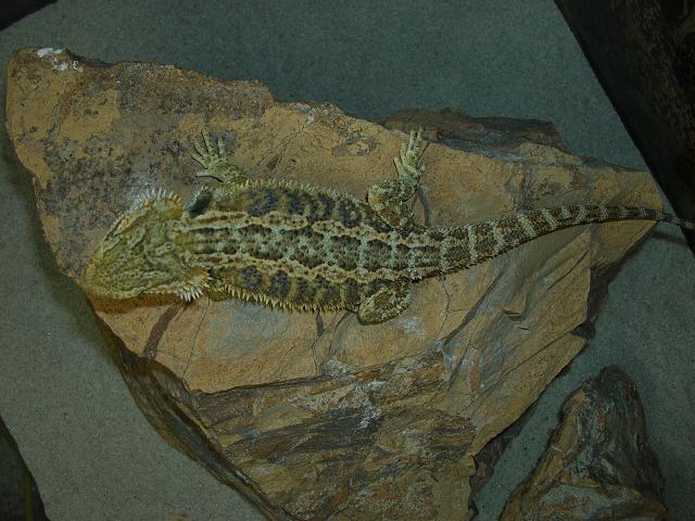 Bearded Dragon