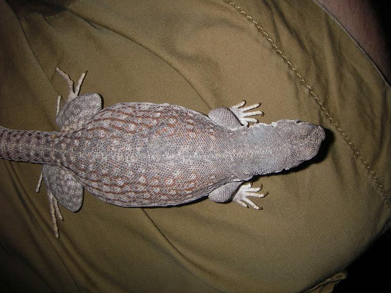 di1
