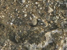 bug2